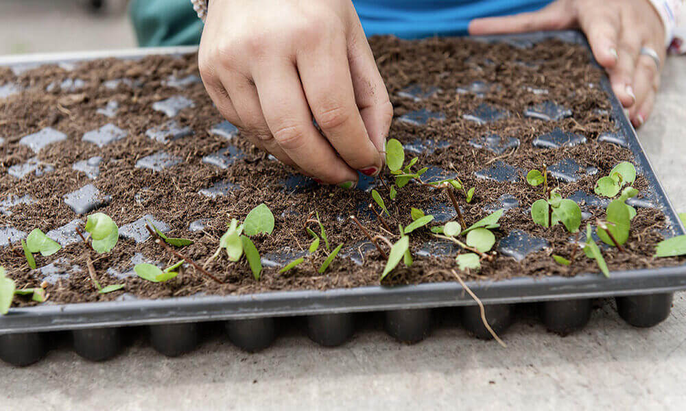 Horticulteur/trice | L'Outil en Main France