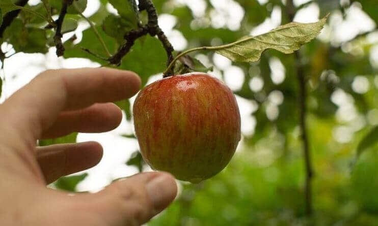 Arboriculteur/rice | L'Outil en Main France
