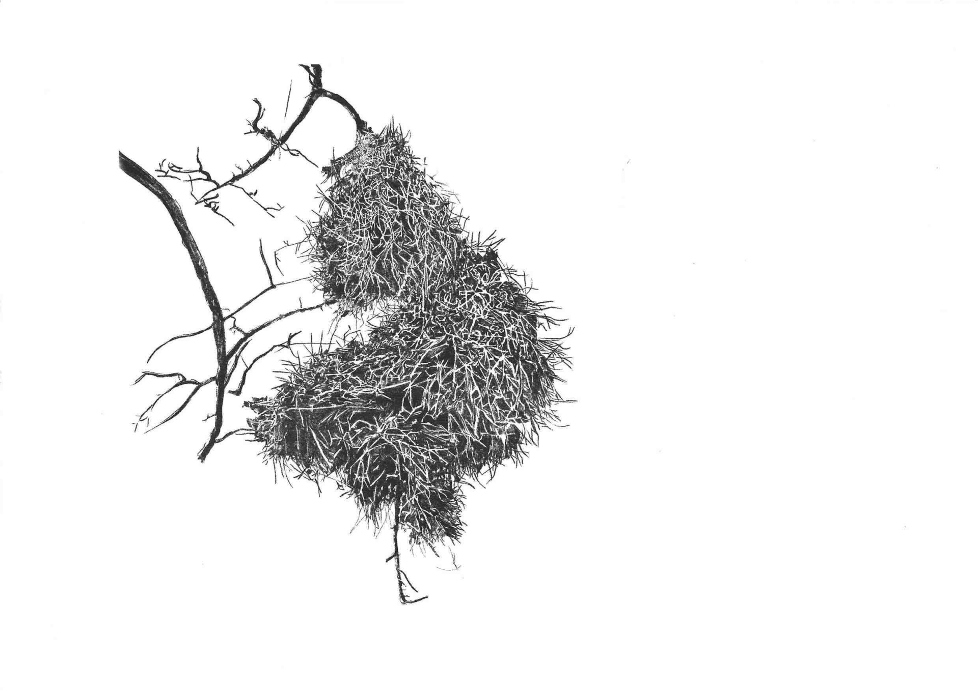 - | Éléonore Scardoni