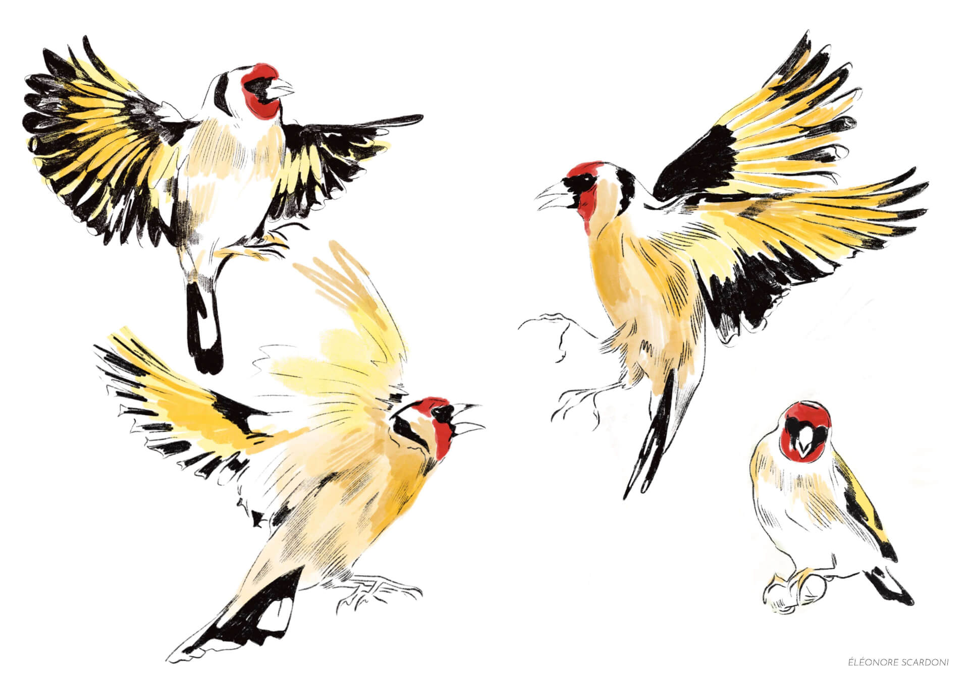 - | Éléonore Scardoni