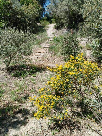 Balade botanique et gourmande | Au Maquis