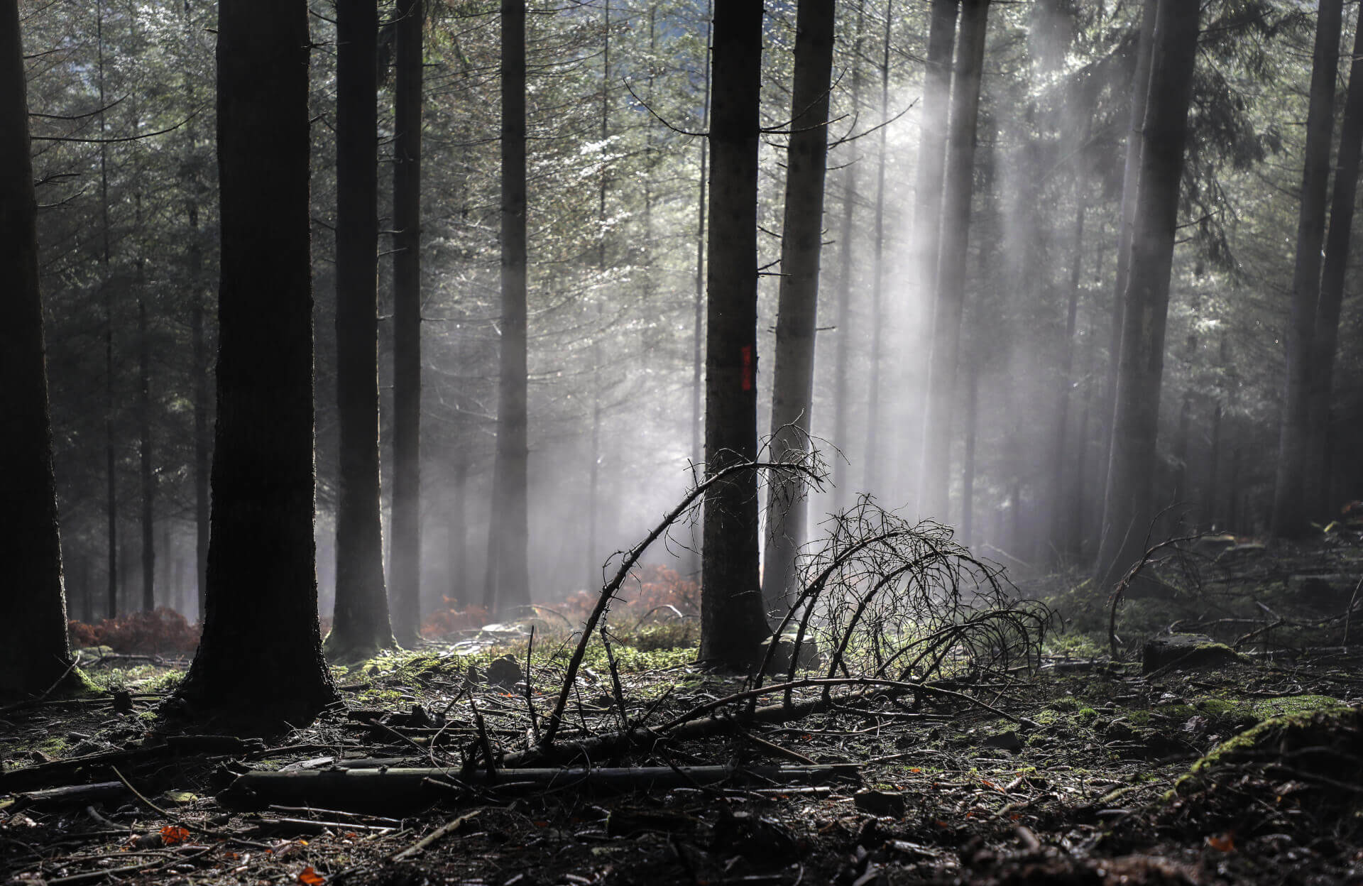 Mycellium tales | Bibbi Abruzzini