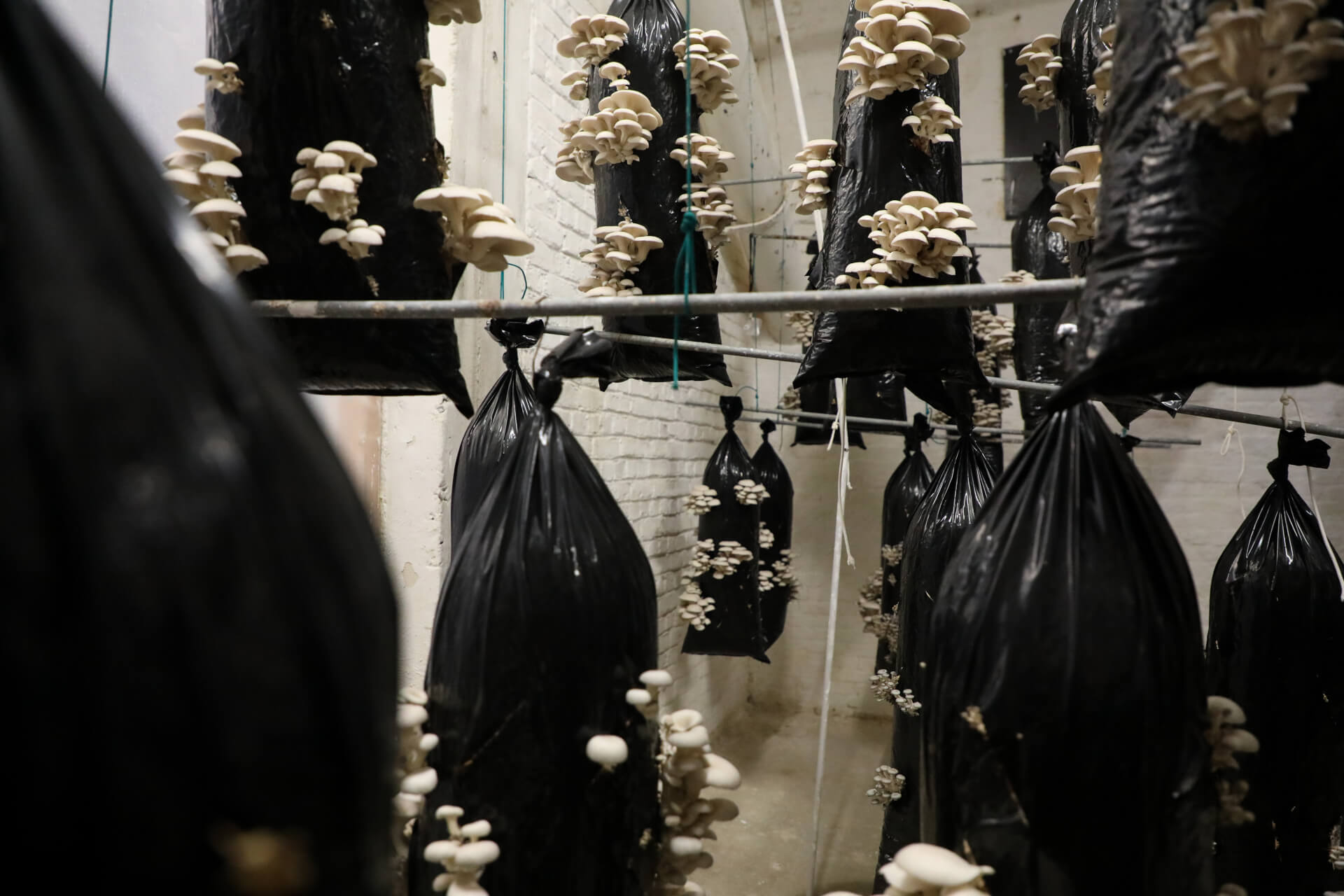 Green Heroes: Mushrooms being grown in a creative way