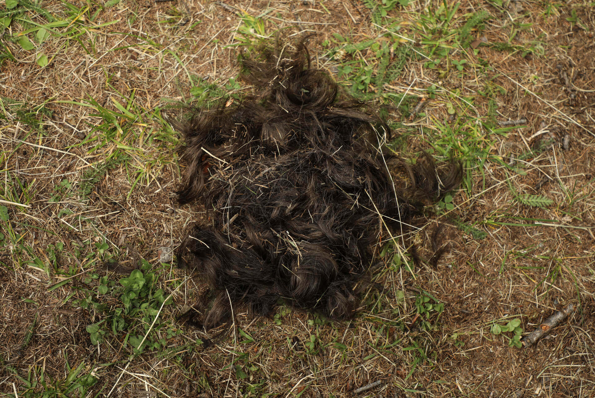 Mobile Home | Bibbi Abruzzini