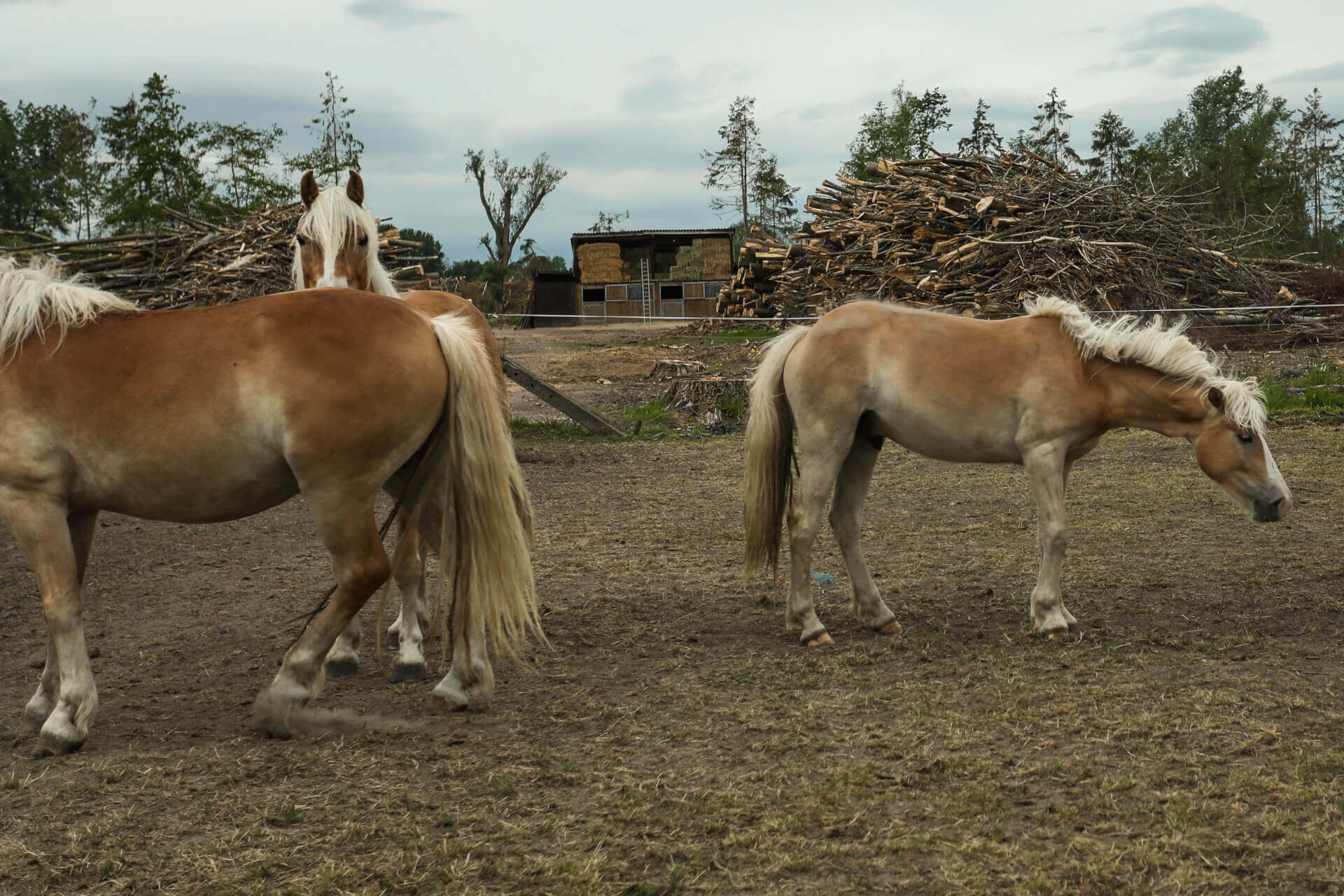 Mobile Home (ongoing) | Bibbi Abruzzini