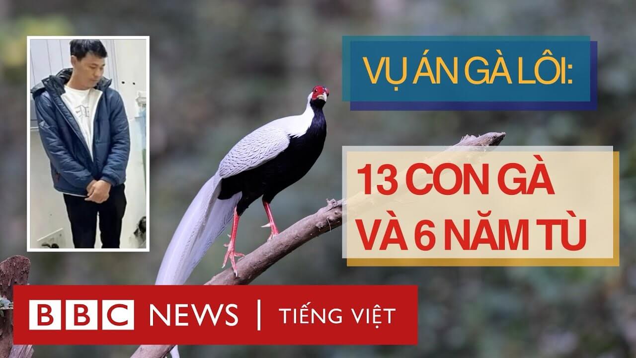 VỤ ÁN GÀ LÔI: 13 CON GÀ VÀ 6 NĂM TÙ