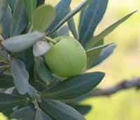 West Bank Story – Olive-Picking | Babelmed
