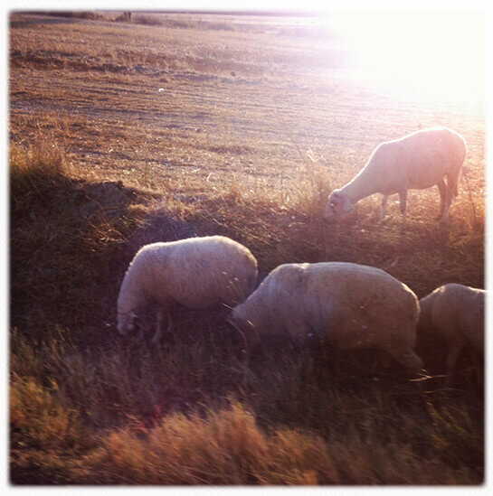 Finalmente Turchia! | Babelmed