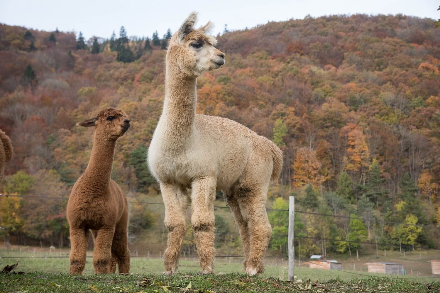 Visite de la ferme de l'Alpaquier | Tohu Bohu