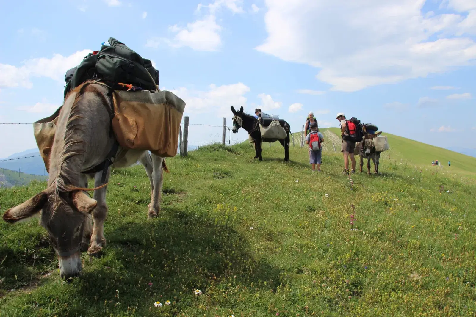 Balade avec les ânes | Tohu Bohu