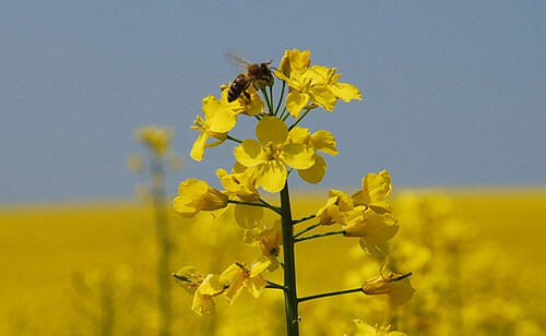 Cả nước đồng ca đòi độc lập | Vietnam Fraternité