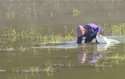 "Nước nổi" đang về đồng bằng sông Cửu Long | Vietnam Fraternité