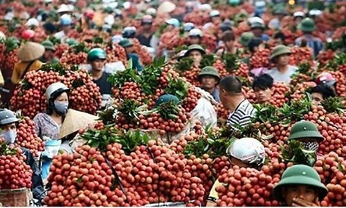 Bao giờ hết điệp khúc "giải cứu" cho nông sản Việt Nam ? | Vietnam Fraternité