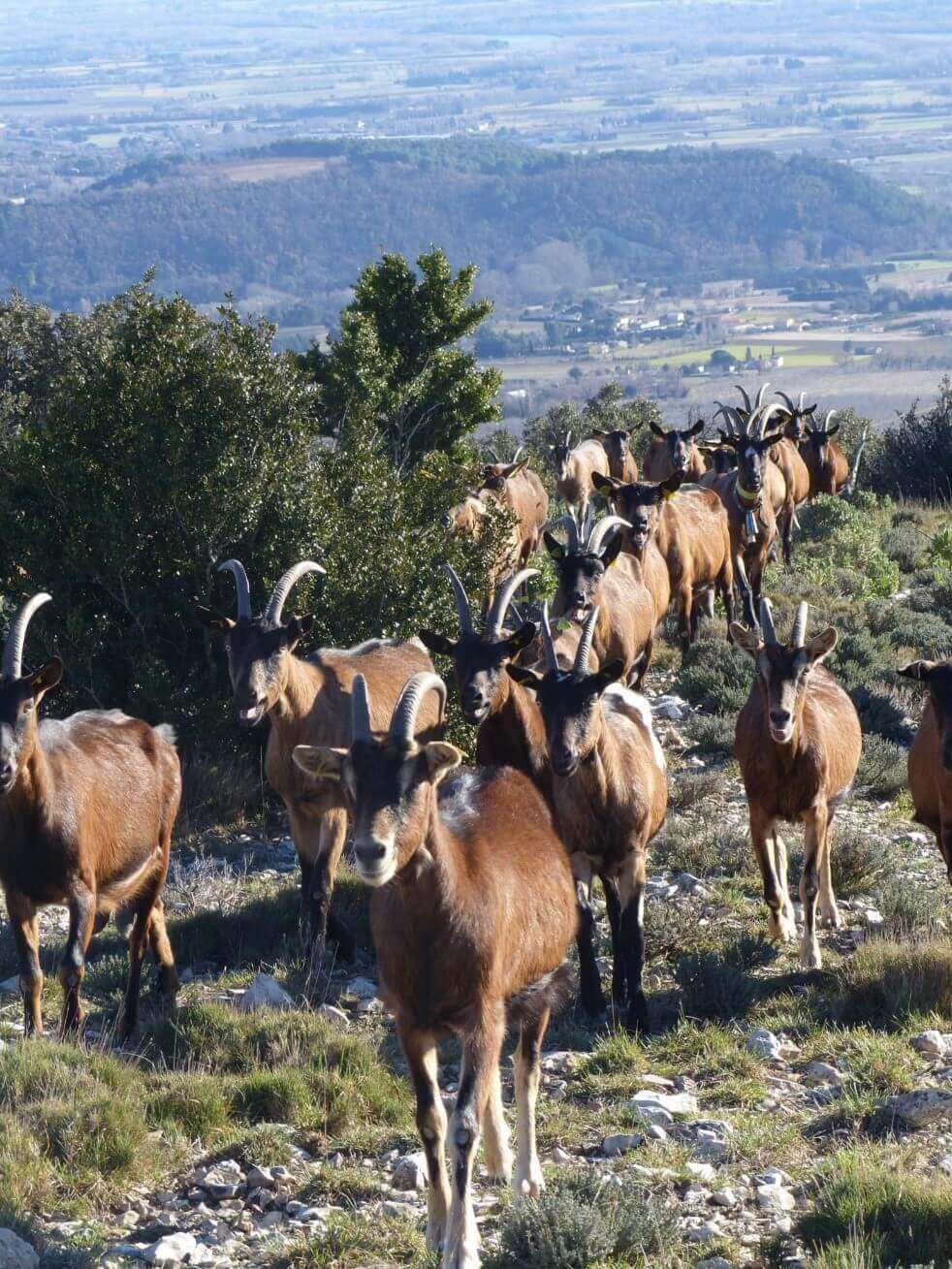Balade à la découverte du pastoralisme | Vivant·e !