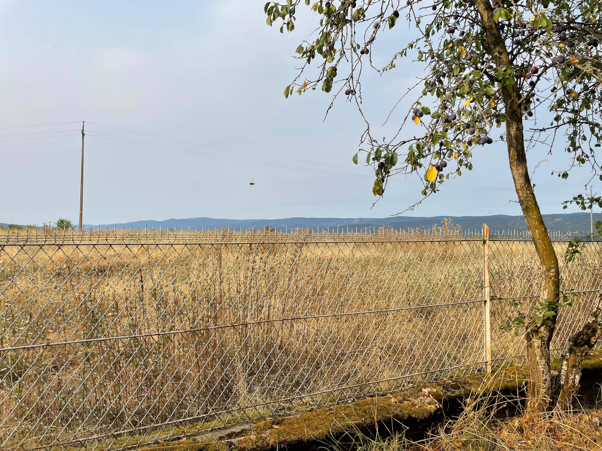 - | Éléonore Scardoni