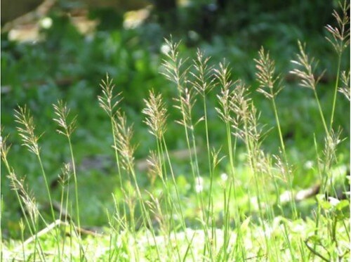 Lá cỏ và lá phiếu | Vietnam Fraternité