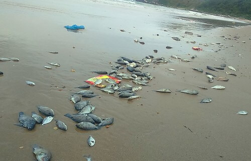 Bảo vệ môi sinh là cuộc đấu tranh của bản năng sinh tồn | Vietnam Fraternité