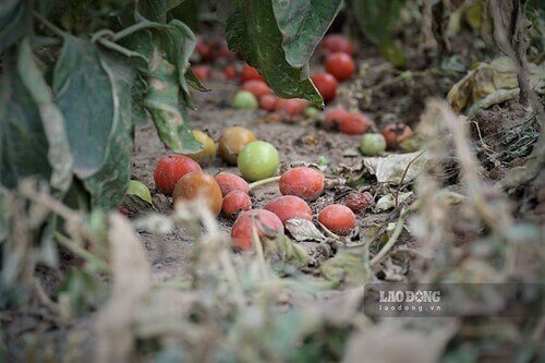 Tiềm lực của Việt Nam là như thế này ư ? | Vietnam Fraternité