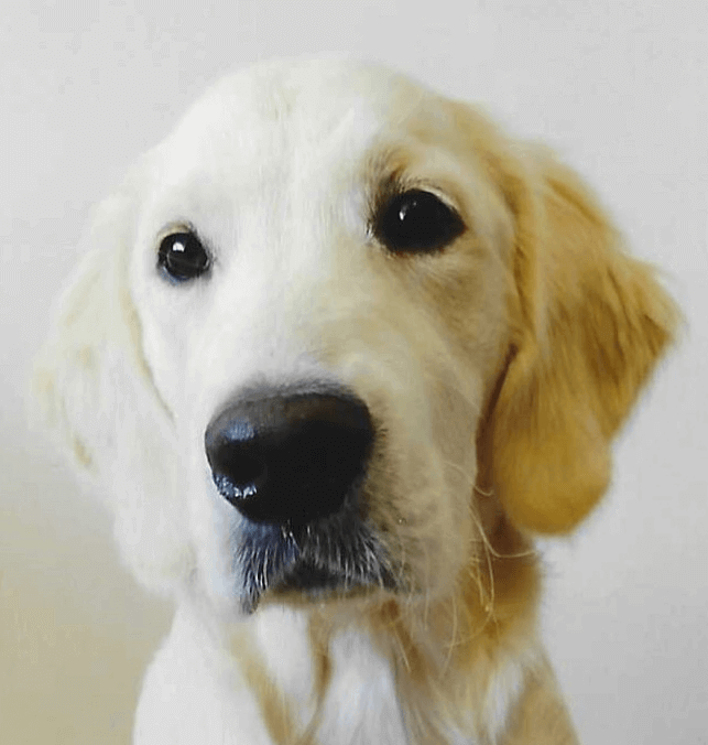 Vanille Arose | FCAPI - France Chiens d'Assitance Personnalisé et indidualisé