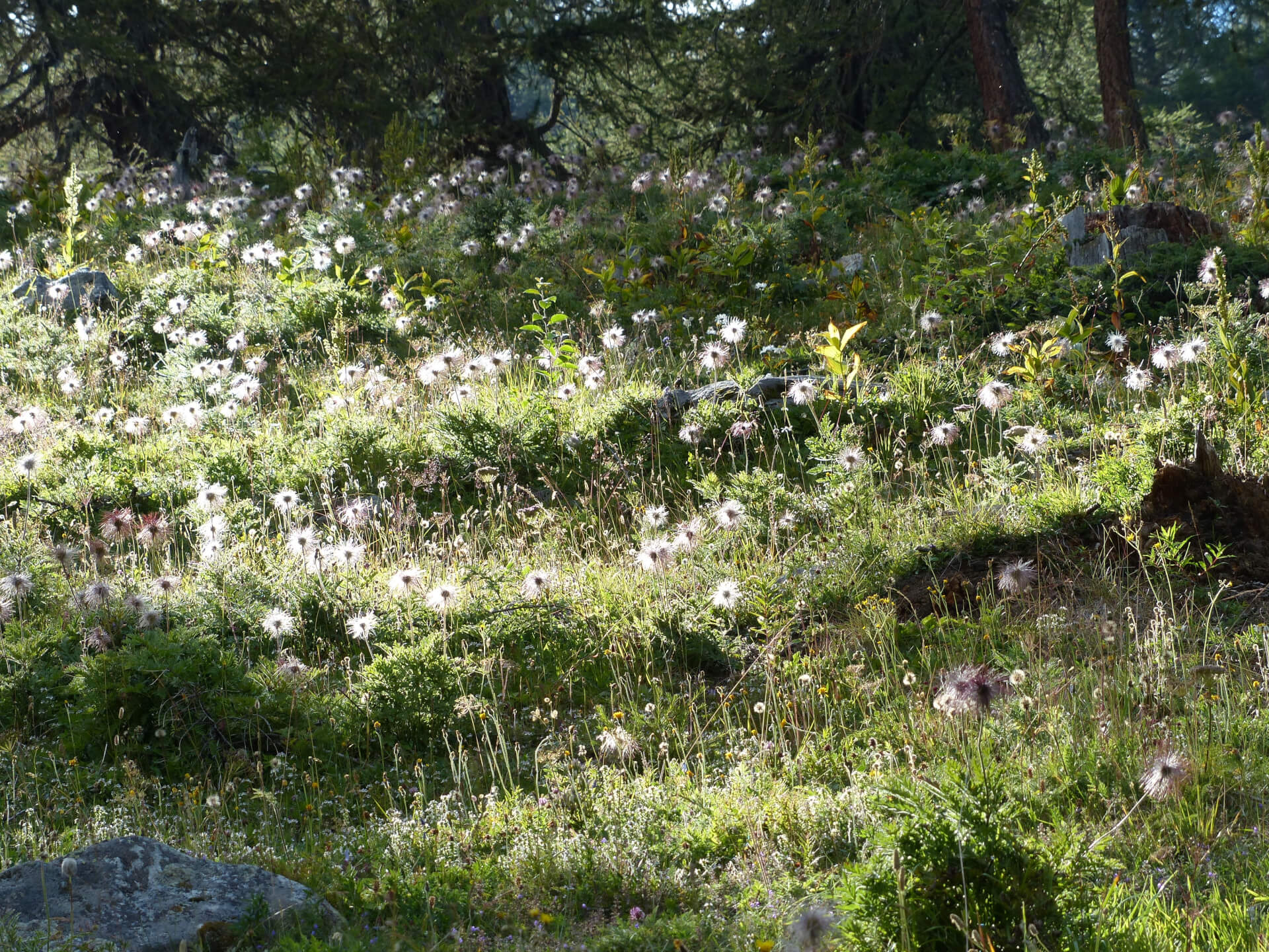 JARDINS de mise en scène | Entrelacs