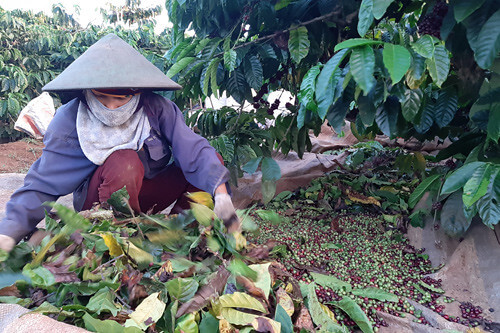 Cà phê không… bình yên | Vietnam Fraternité