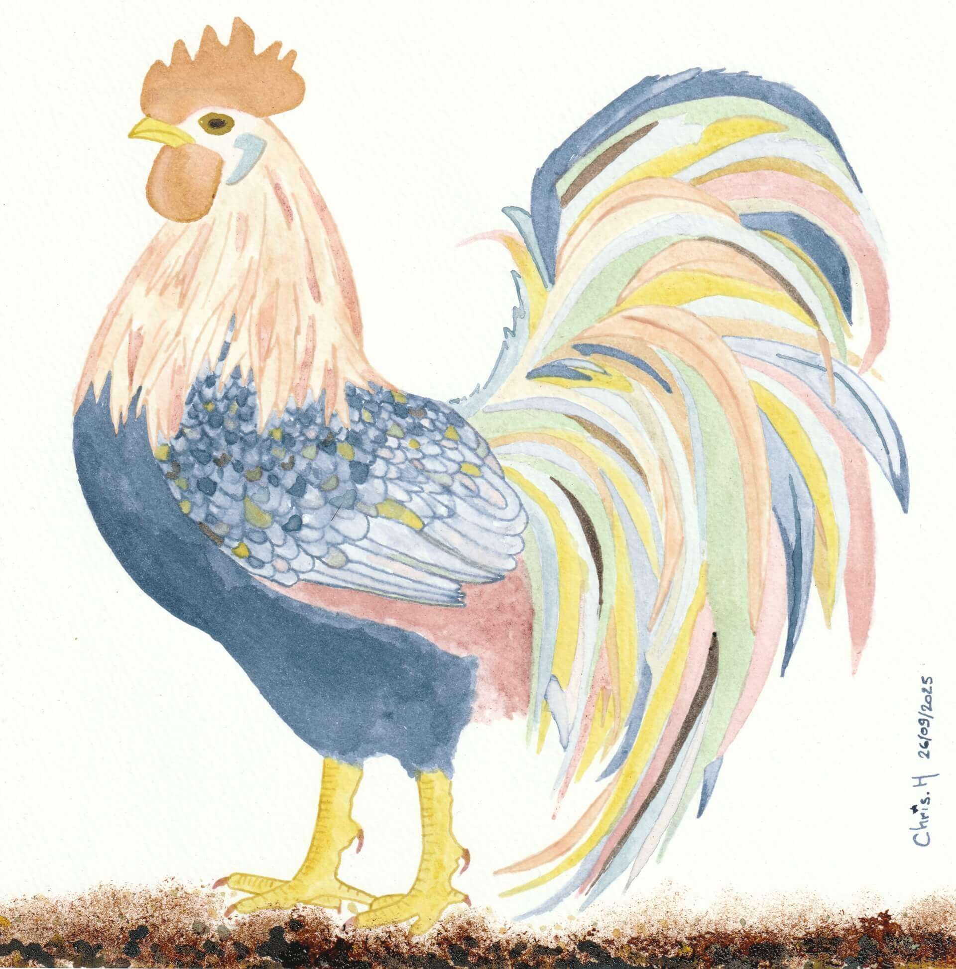 Coq multicolore | christophe-henry