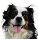 Soon | FCAPI - France Chiens d'Assitance Personnalisé et indidualisé