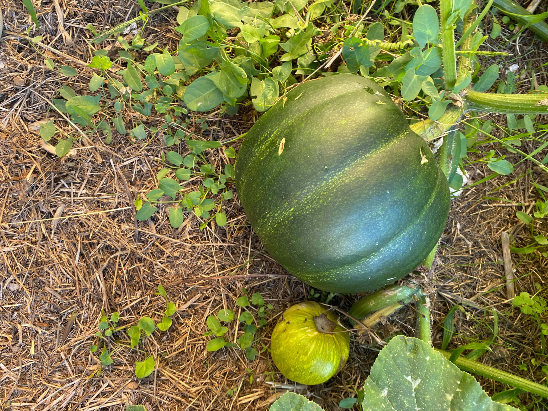 LE JARDIN PEDAGOGIQUE “COULEURS DES HORIZONS” | Couleurs des Liens