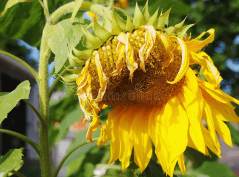 Chế độ cộng sản Việt Nam đi đến những ngày cuối cùng… | Vietnam Fraternité