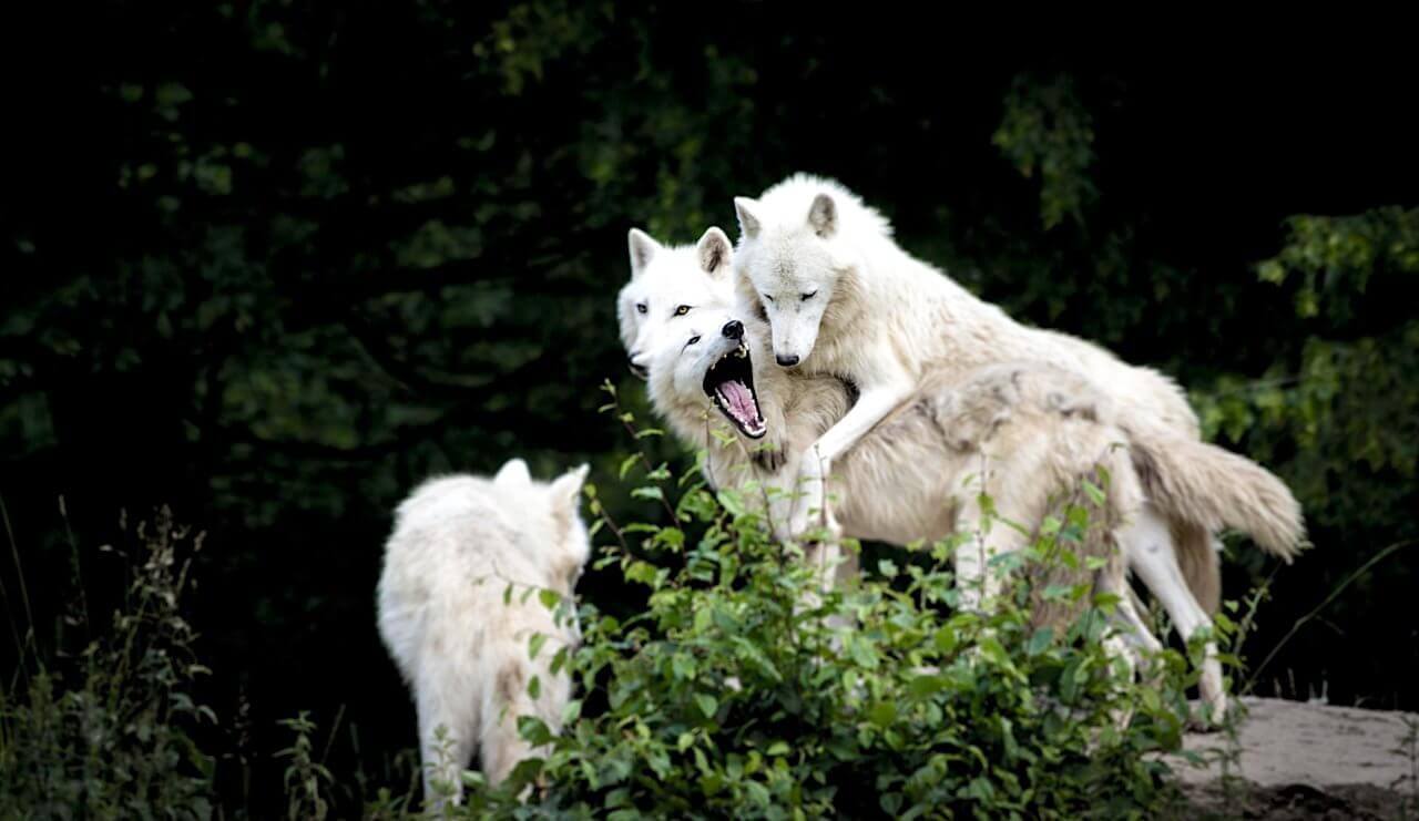 LABO D'ARTS VIVANTS - L'appel de la forêt : adapter l'animalité au plateau | La Réplique