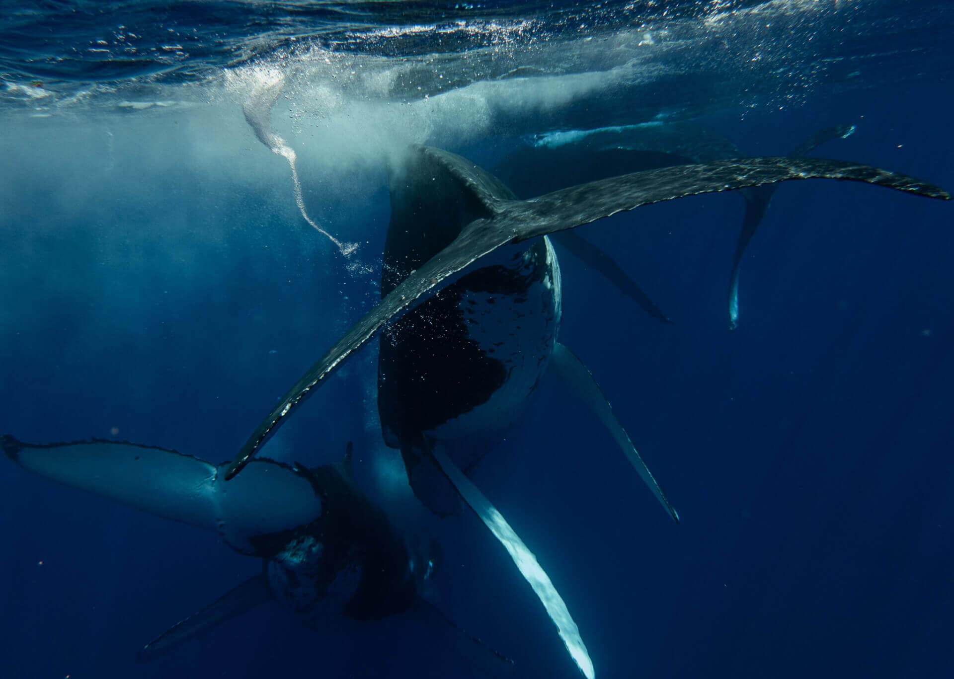 DSC03903 | SIR Cenote