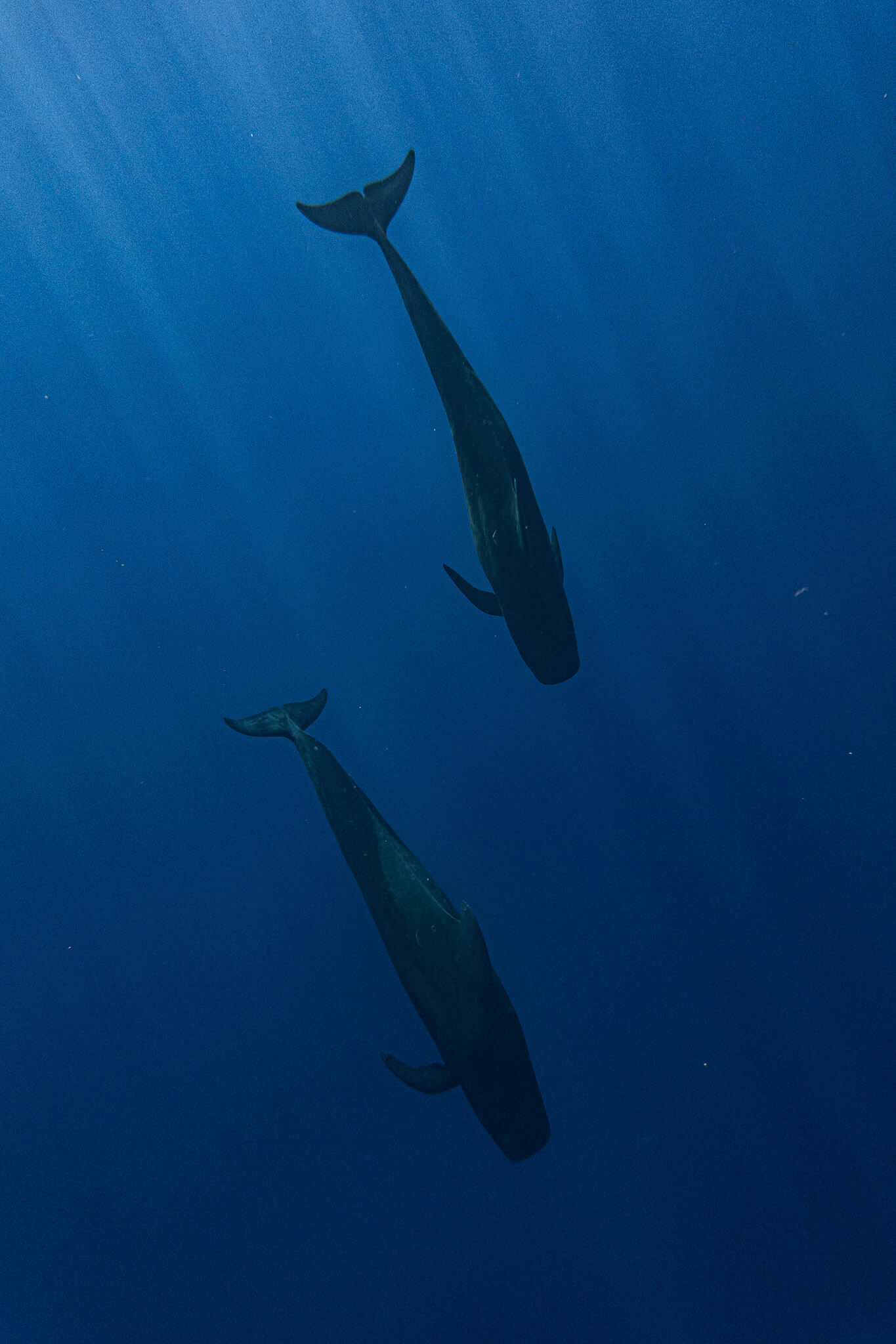 DSC04619 | SIR Cenote