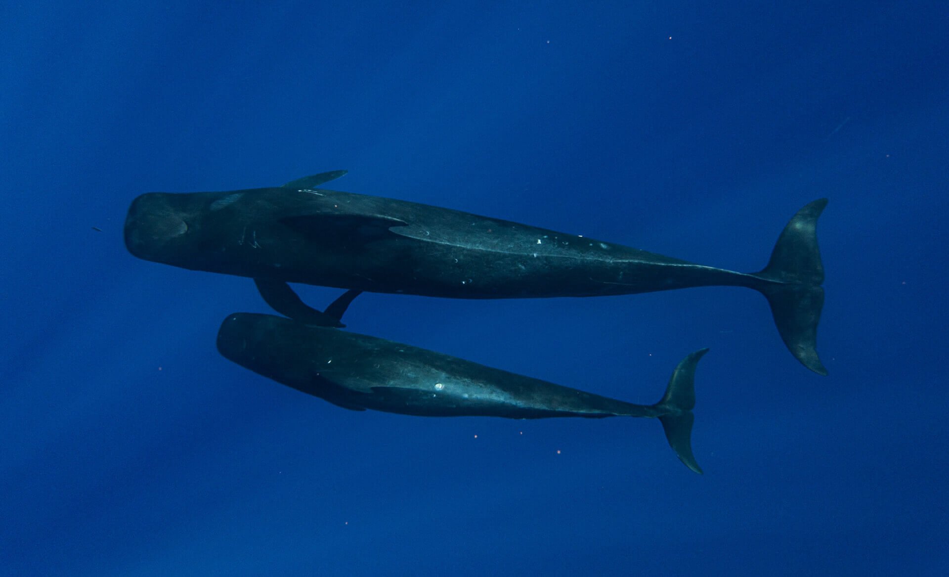 DSC04723 | SIR Cenote