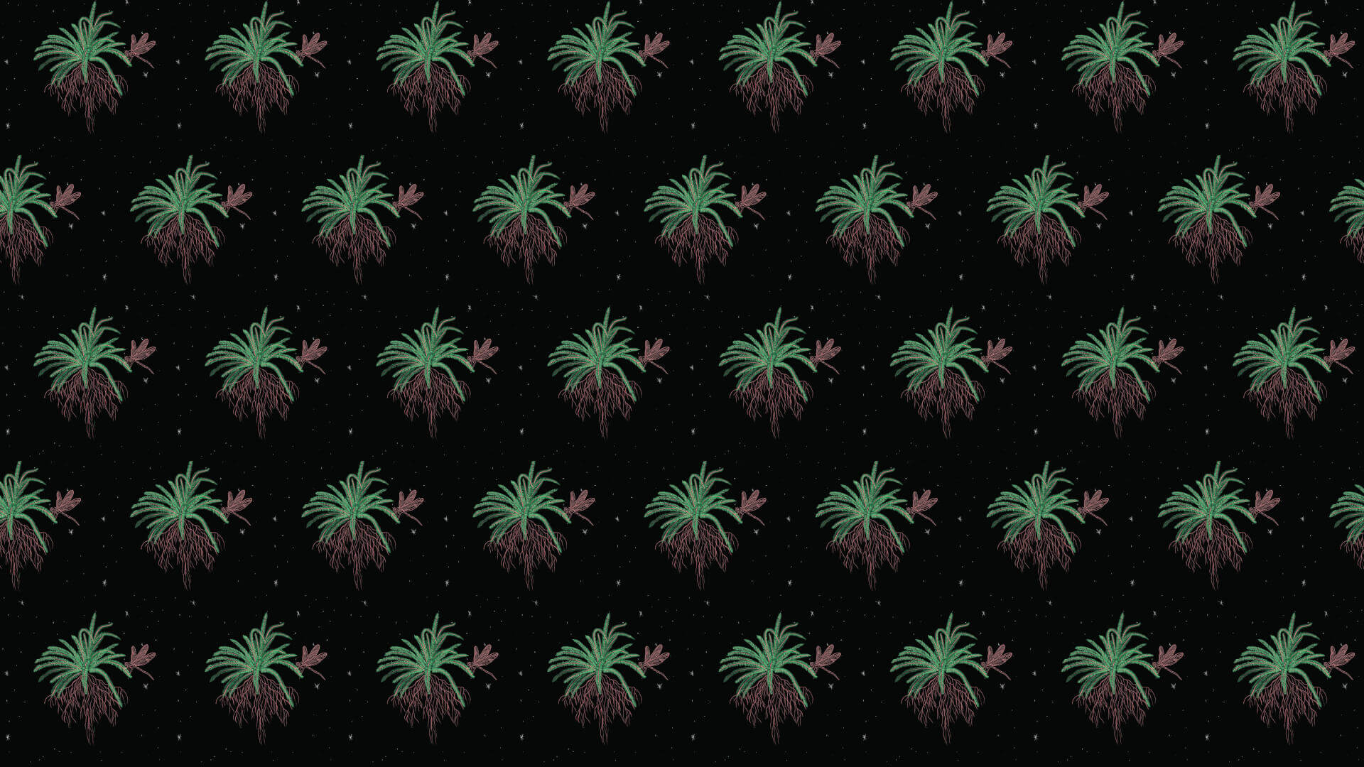 NIEVE VOLCANIA | Star Wax Magazine