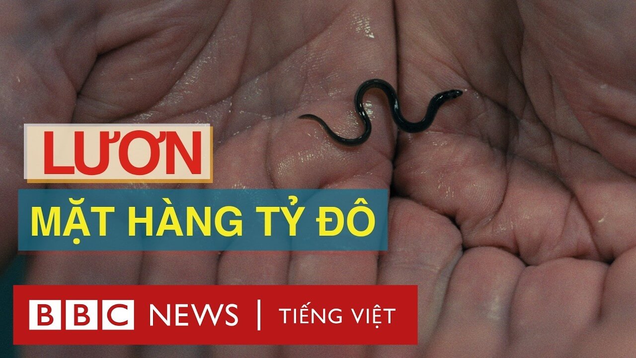 LƯƠN: MẶT HÀNG TỶ ĐÔ