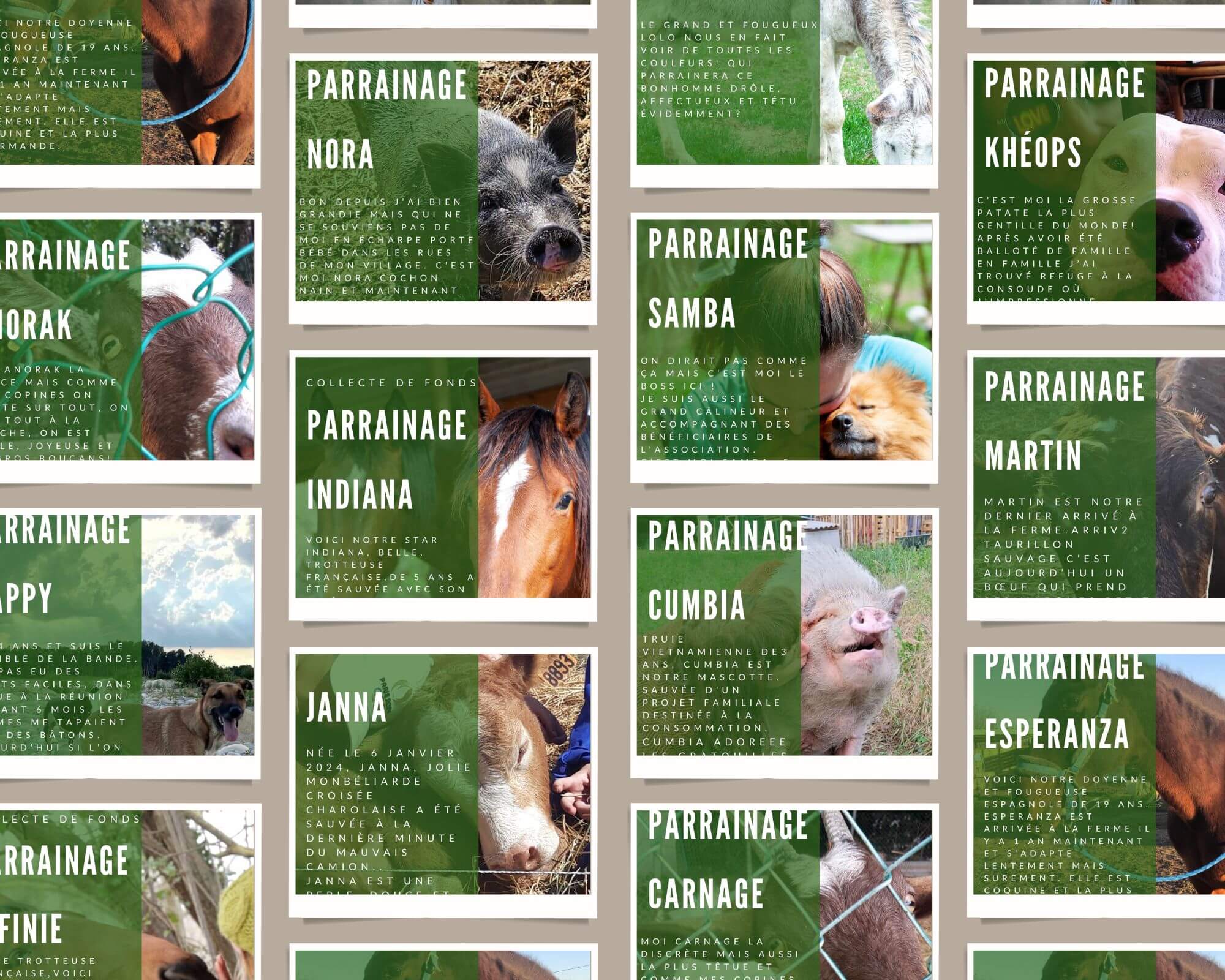 La Ferme thérapeutique La Consoude